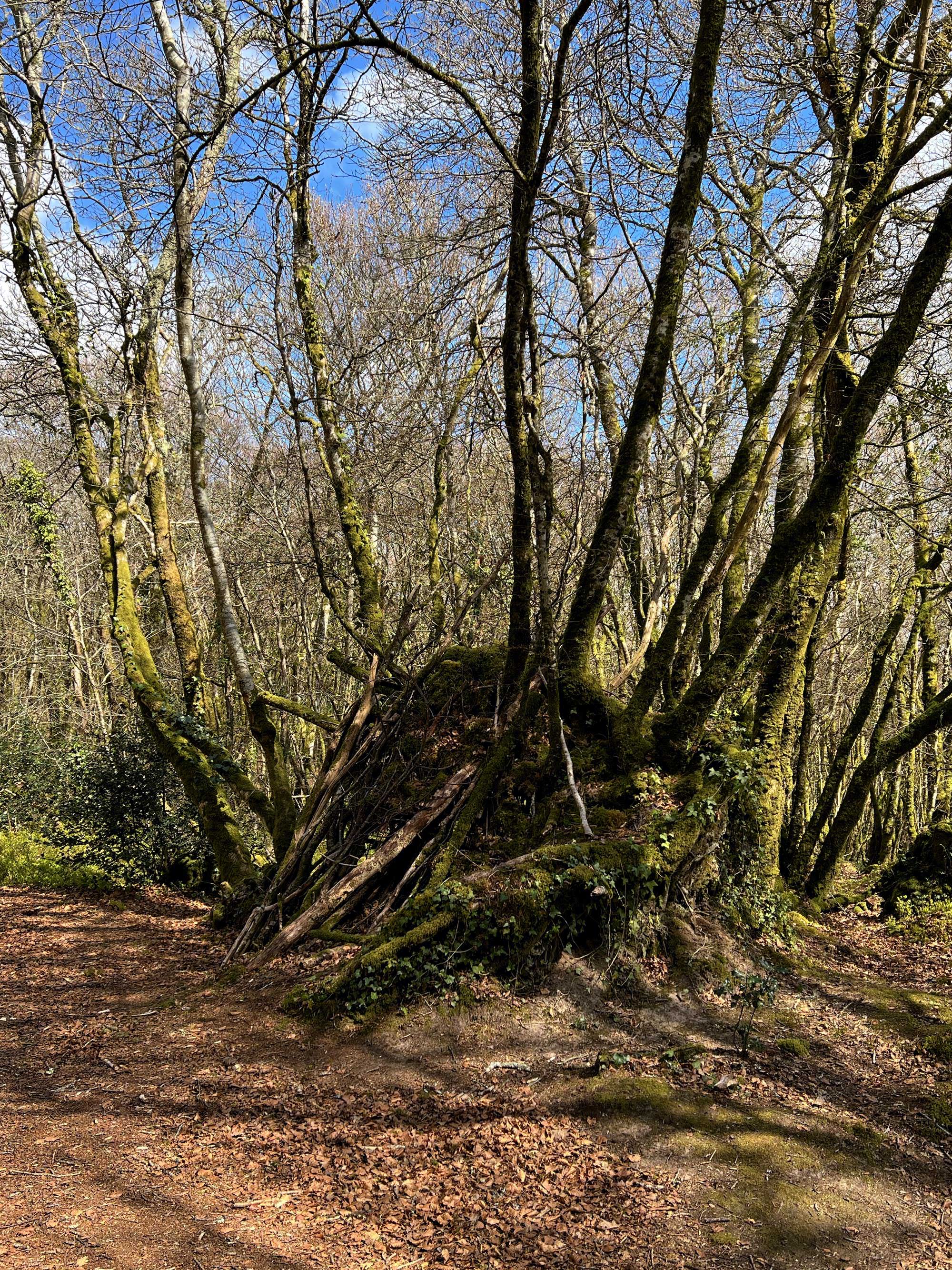 Le bois du Névet, côté Locronan
